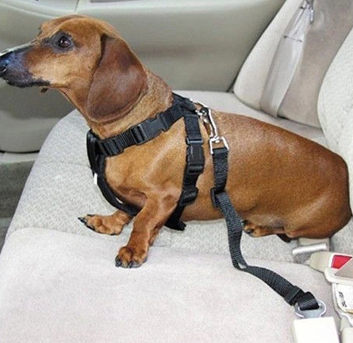 Cinturon De Seguridad Para Mascotas Perros Y Gatos