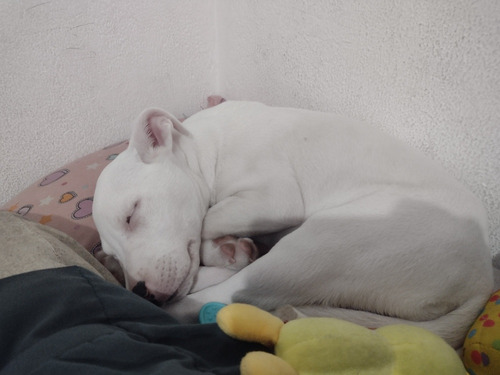 Filhote De Pitbull Fêmea Disponível