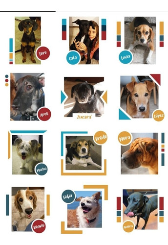 Imagen 5 de 5 de Hotel Canino Para Perros Y Perras De Todos Los Tamaños.