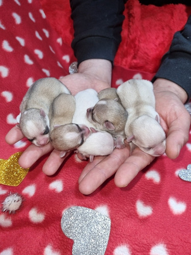 Chihuahua Miniatura