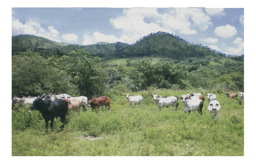 Imagen 4 de 14 de Se Vende Finca Agropecuaria - Cerca San Juan De Los Morros