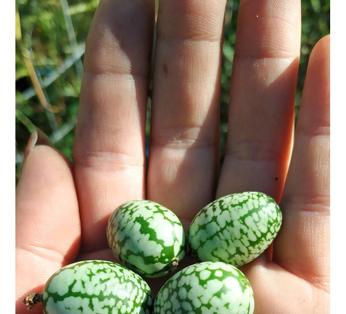 Cucamelon Semillas