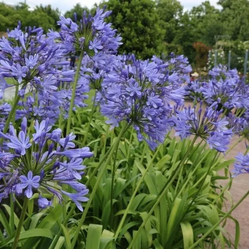 Agapanthus Agapanto Lirio Africano Arbusto Ornamental