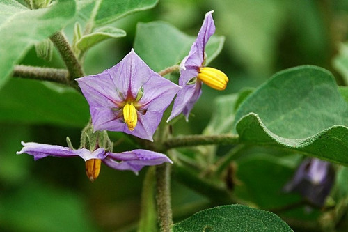 Semillas Berenjena X Sobre A Toda Huerta