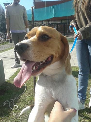 Imagen 6 de 10 de Adiestramiento Canino Poladi Online Y/o Presencial