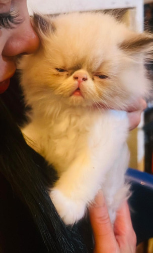 Gato Persa Con Documentos Y Chip Internacional