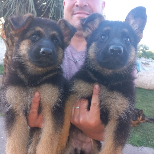 Hermosas Cachorras 