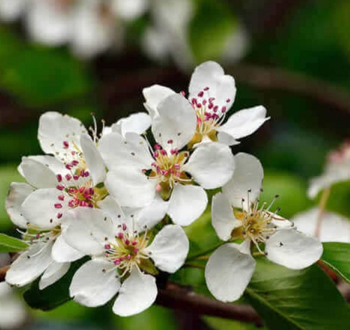 100semillas De Peral Común - Pyrus Communis