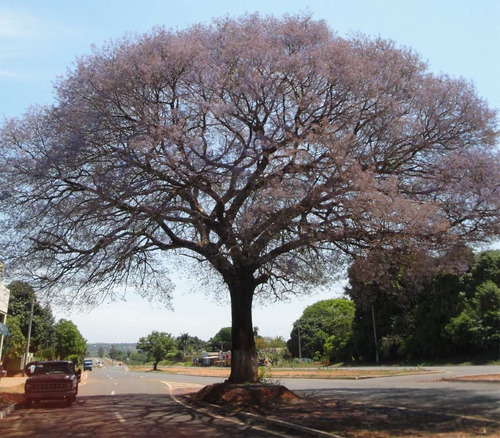 Tarumã Uva Do Cerrado - Sementes Fruta Arvore Nativa P/ Muda