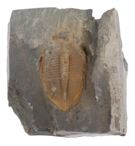 Fósil De Cola De Trilobite Antiguo Fósil Docente Prehistoria