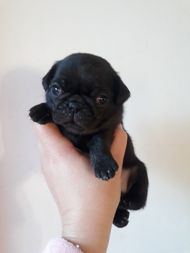 Imagem 1 de 2 de Pug Fêmea