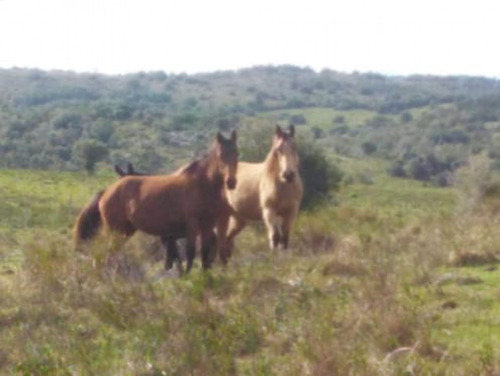 Campo 38 Has 8690 M2 - Limite Maldonado Y Lavalleja - Consulte !!!!- Ref: 6853