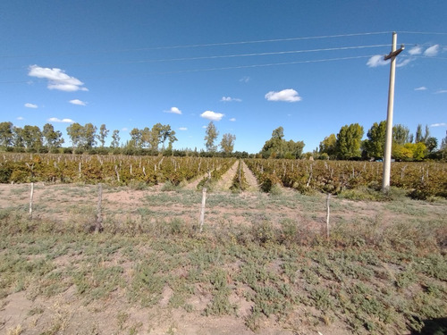 Imagen 3 de 16 de ¡zeballos Estudio Jurídico E Inmobiliaria Vende Finca En Producción En Lavalle! Mat. 134/135