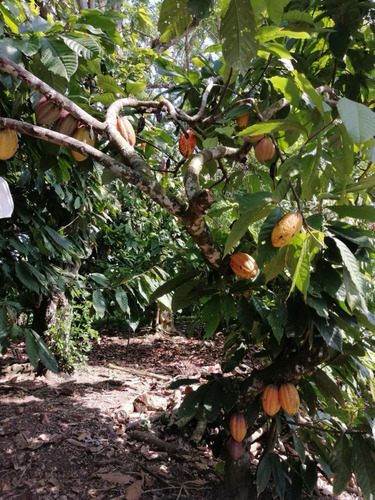 Venta De Finca De Cacao Con 807 Tareas República Dominicana