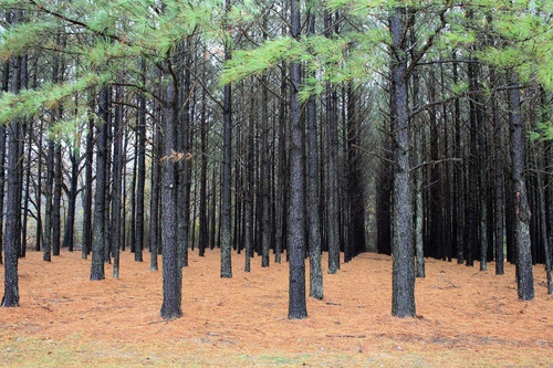 Imagem 3 de 4 de 300 Sementes Pinheiro Pinus (elliotti) - Reflorestamento