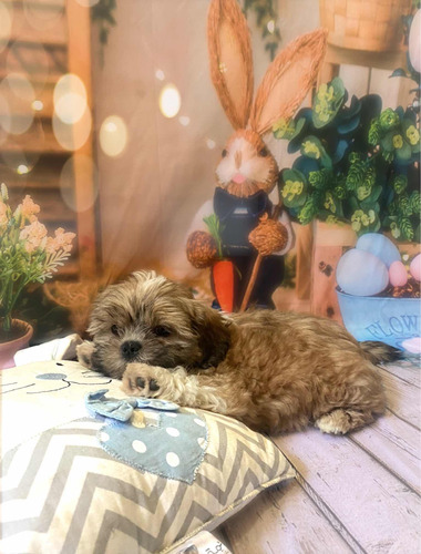 Shih Tzu Filhote (machinho) 