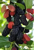 Comprar Linda Muda De Amora Gigante Portuguesa Produzindo 