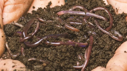 200 Minhocas Californianas Compostagem Pesca Produção Húmus