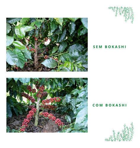 Adubo 10 10 10 5kg Floração Contínua Para Frutíferas E Flore
