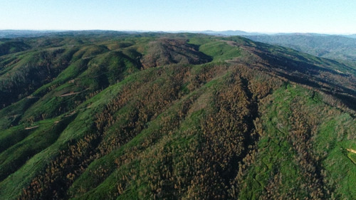 Predio Forestal En Constitución, Regeneración Plan De Manejo