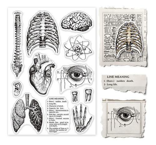 Globleland Sello Silicona Transparente Para Cuerpo Humano X