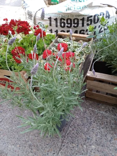 Lavanda Grande Mediana En 3lt Con Flores Hermosas Envios