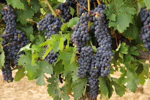 Bio Duo Broca Dos Ramos Videiras Uvas 5 Litros