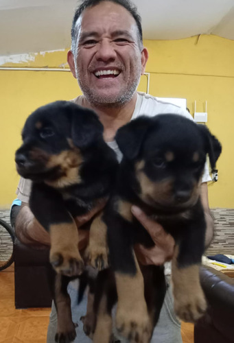 Venta De Cachorros De Rotwailer
