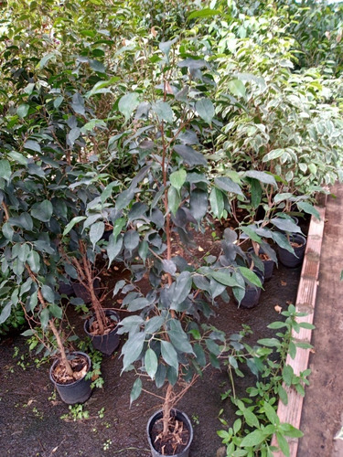 Ficus Benjamina- Hermoso, 1.4 M - Entrega Gratis Caba Y Gba