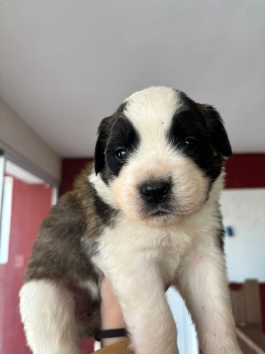 Vendo Cachorros San Bernardos