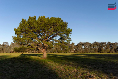 Hermoso Campo En Venta, 4has | B° Las Casuarinas, Luján