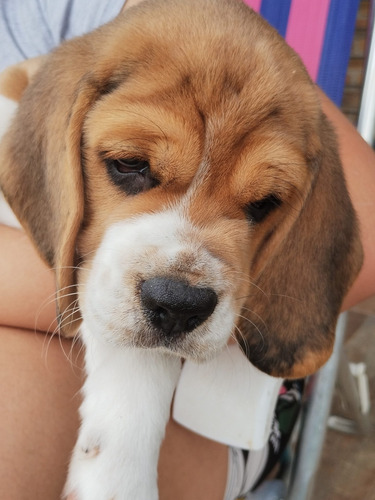 Imagen 5 de 5 de Cachorros Beagle