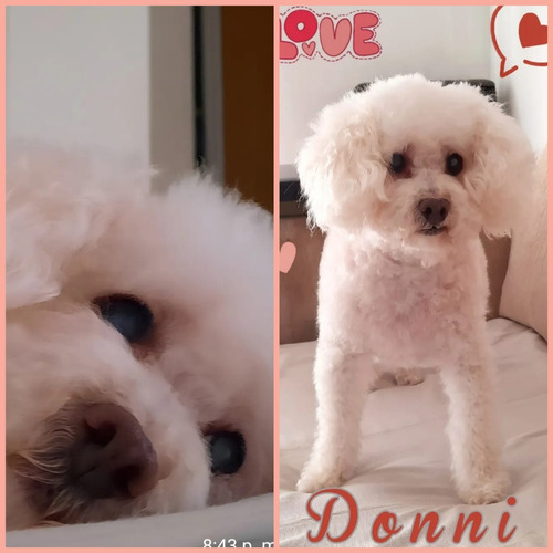 Peluquera Canina A Domicilio Y Local Propio Villa Devoto