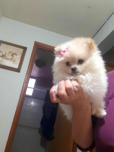 Cachorros Pomerania Raza Pura