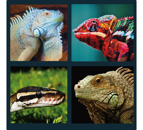 Calcio Con Vitamina D3 Para Reptiles Anfibios Camaleón 120g