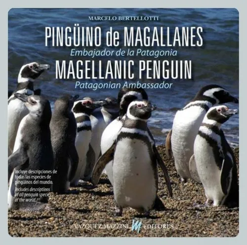 Bertellotti Pingüino De Magallanes Embajador De La Patagonia