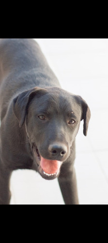 Oso, Mix De Labrador Bello, Jovencito, Leer Y Responder
