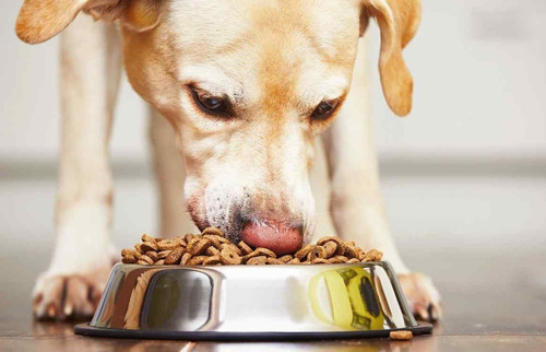 Alimento Ganador Premium para perro adulto de raza mediana y grande en bolsa de 20kg