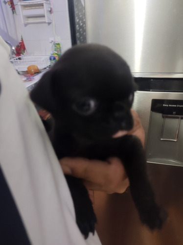 Imagen 5 de 6 de Pug Hembra