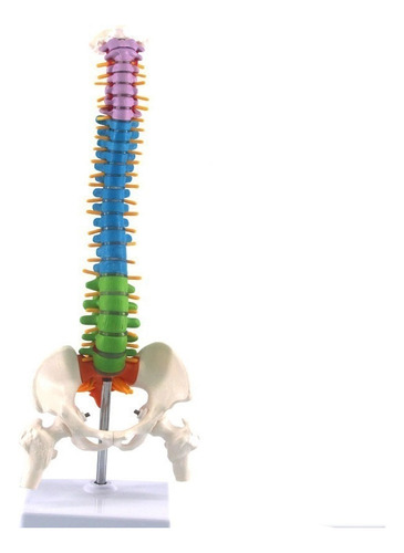 Modelo De Anatomía De La Columna Vertebral Humana