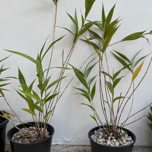 Kit Orquídea Sobralia + Stanhopea Tigrina Muda Adulta