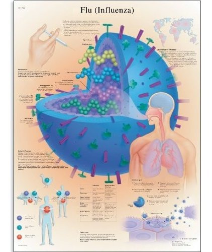 3b Scientific Papel Satinado Gripe (gripe) Anatómico Gráfico