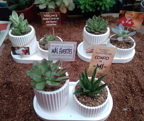 Suculentas Cactus Centros Regalos