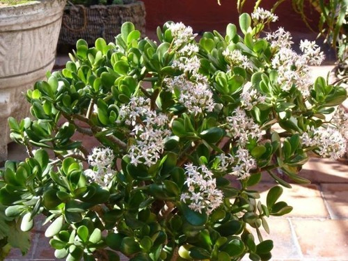 100 Sementes De Planta Jade Crassula Ovata - Frete Gratis | Parcelamento  sem juros