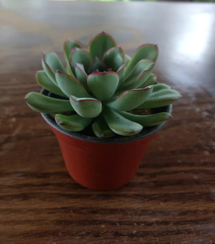 Echeveria Pulidonis 30 Pzas 3 Pulg. Envio Gratis