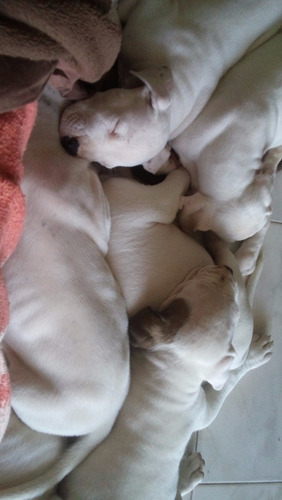 Filhotes De Dogo Argentino