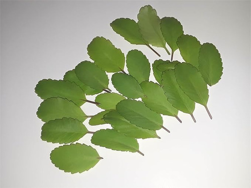 100 Hojas Frescas De Kalanchoe Pinnata