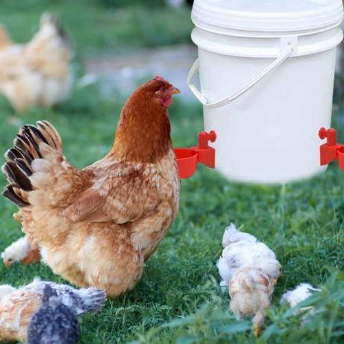 Alimentador De Pollos Vasitos De Agua De Pollo Con Nuez Auto