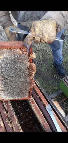 Imagen 8 de 10 de Miel Pura 100% De 30kg. Ventas Por Mayor Y Menor.