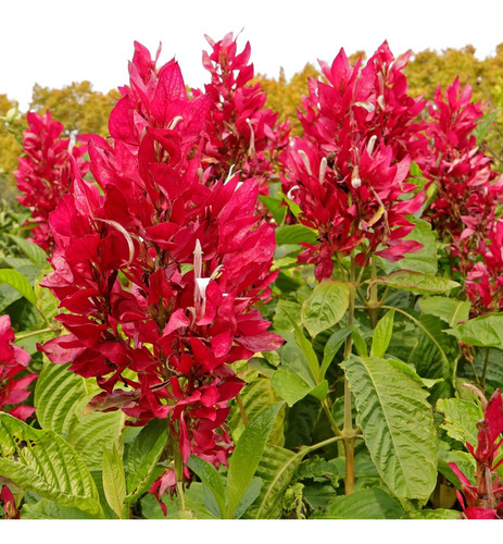 Megaskepasma (manto Rojo). Exotica E Ideal Para Colibríes!